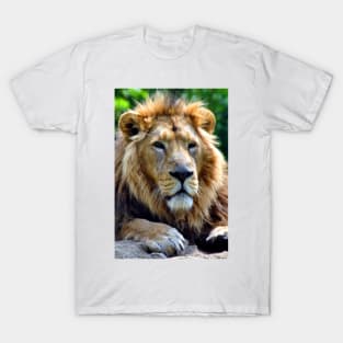 Asiatic Lion Panthera Leo Persica Big Cat Male T-Shirt